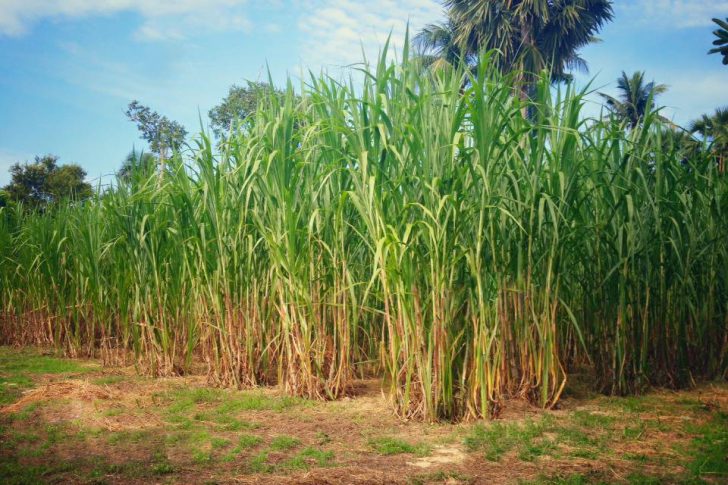 napia_grass